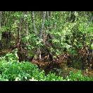 Mangrovenwald